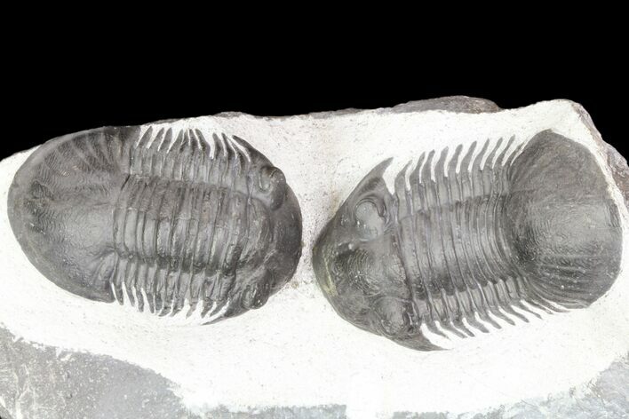 Two Paralejurus Trilobites - Ofaten, Morocco #80326